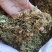 金银花，干货包邮，太阳晒干