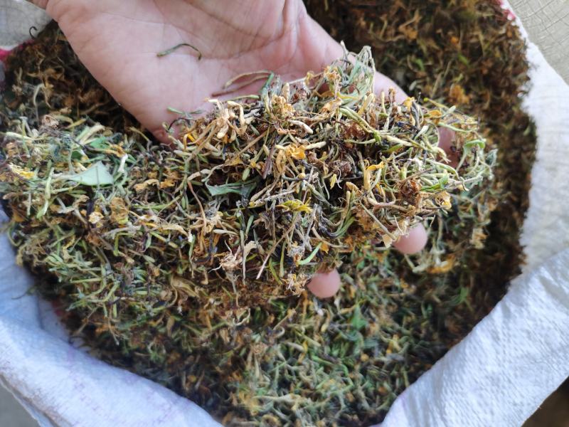 金银花，干货包邮，太阳晒干