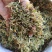 金银花，干货包邮，太阳晒干