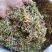金银花，干货包邮，太阳晒干