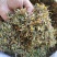金银花，干货包邮，太阳晒干