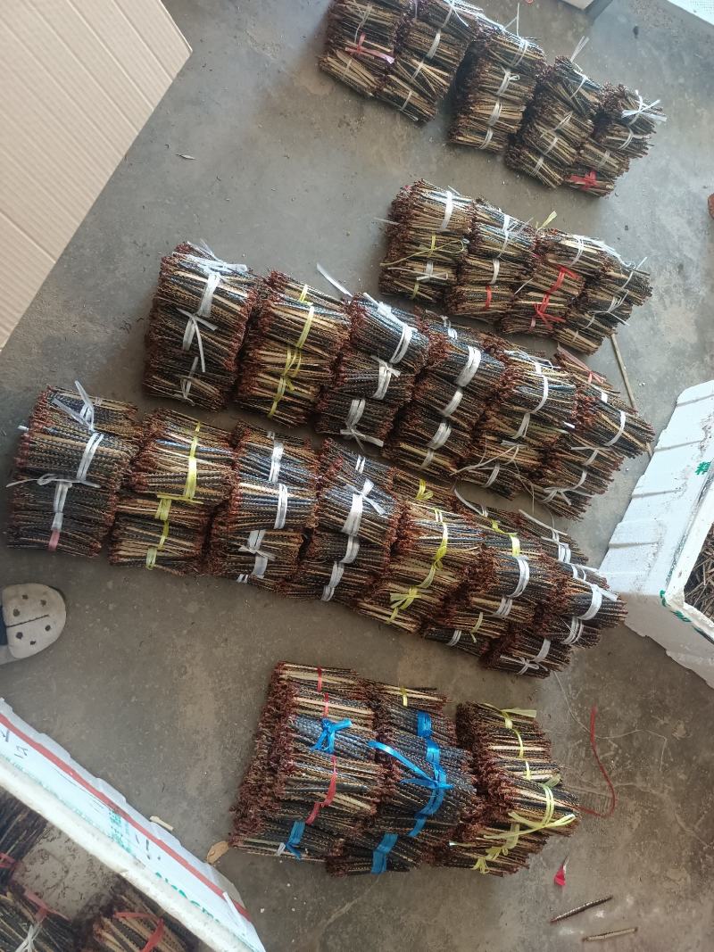 产地供应低价供应各种规格蜈蚣