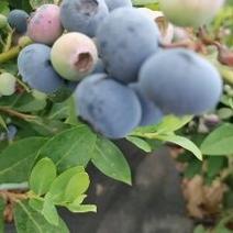 优质精品蓝莓