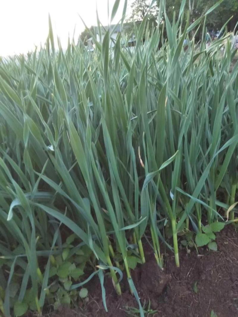 红根蒜苗