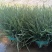 红根蒜苗