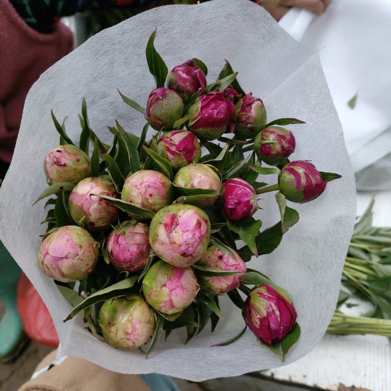 中国牡丹之都菏泽正宗精品芍药红茶花欢迎来电咨询