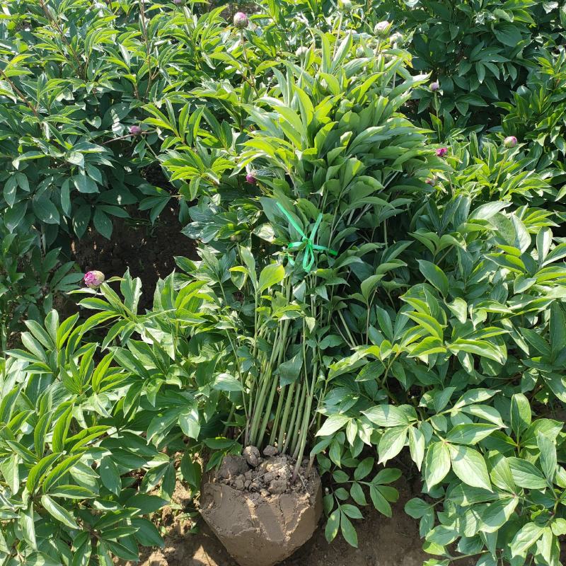 中国牡丹之都菏泽正宗精品芍药红茶花欢迎来电咨询