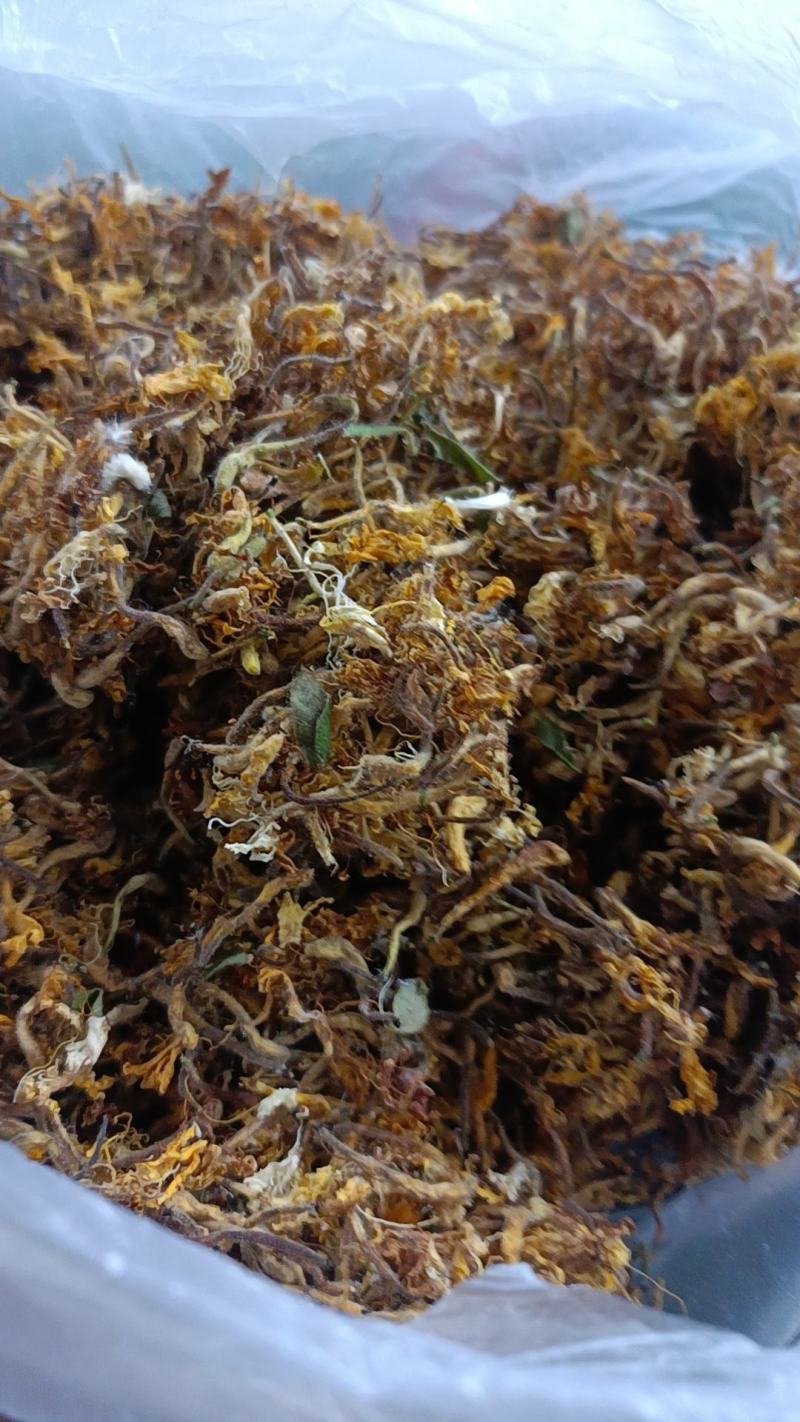 精品金银花鲜货晒制品质保障量大从优欢迎下单