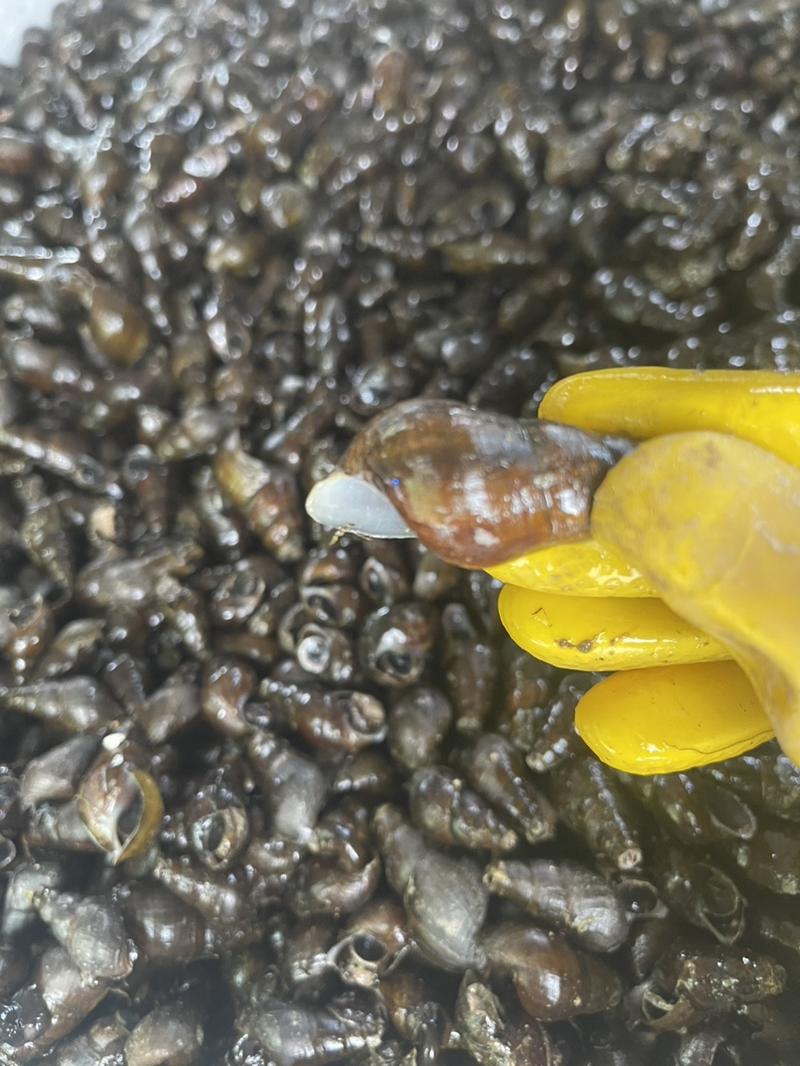 山坑螺，清水螺，靓螺，黄螺，本地螺，黑黄螺