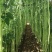 河南安阳长豆角豇豆角豆角精选优质对接全国连锁超市批发档口