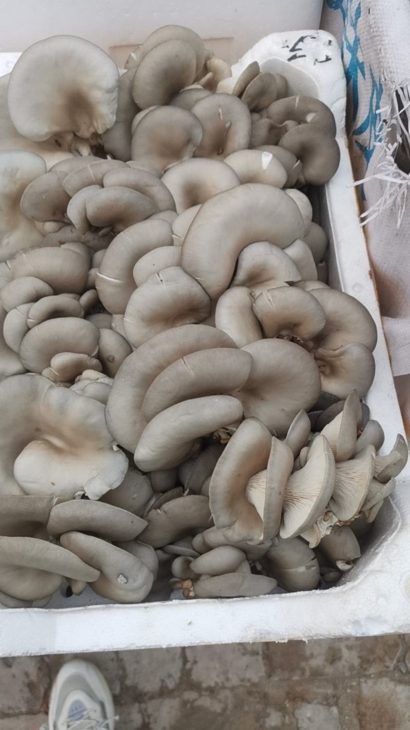 精品头潮鲜平菇