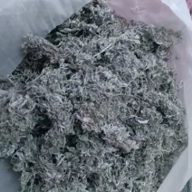 10吨前期茵陈出售