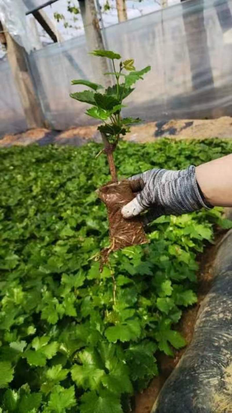 红提，维多利亚，玫瑰香，夏黑，克伦生营养钵葡萄苗