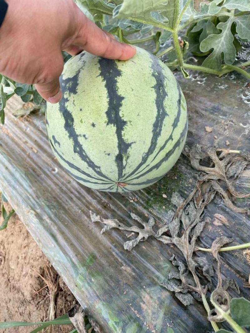 源头好货：无籽美都，基地直供，代发商超市场