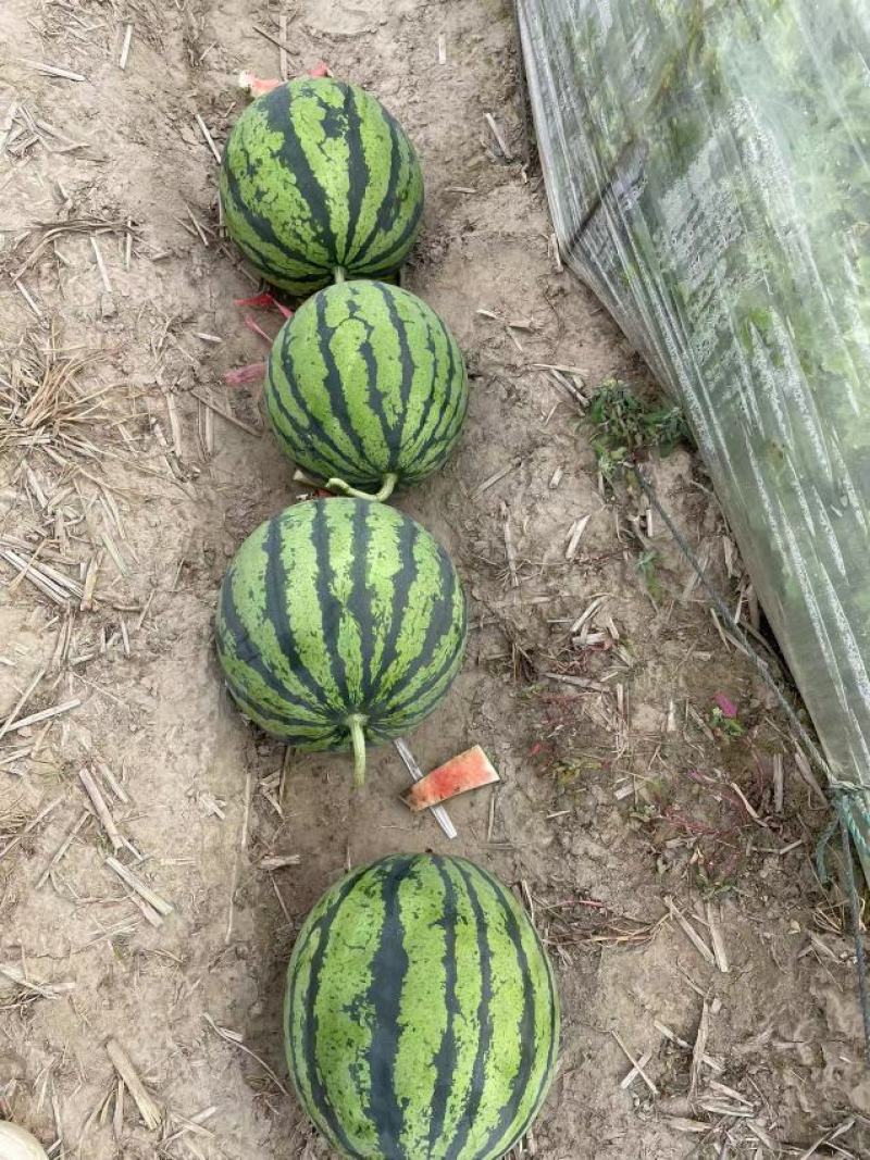 源头好货：无籽美都，基地直供，代发商超市场