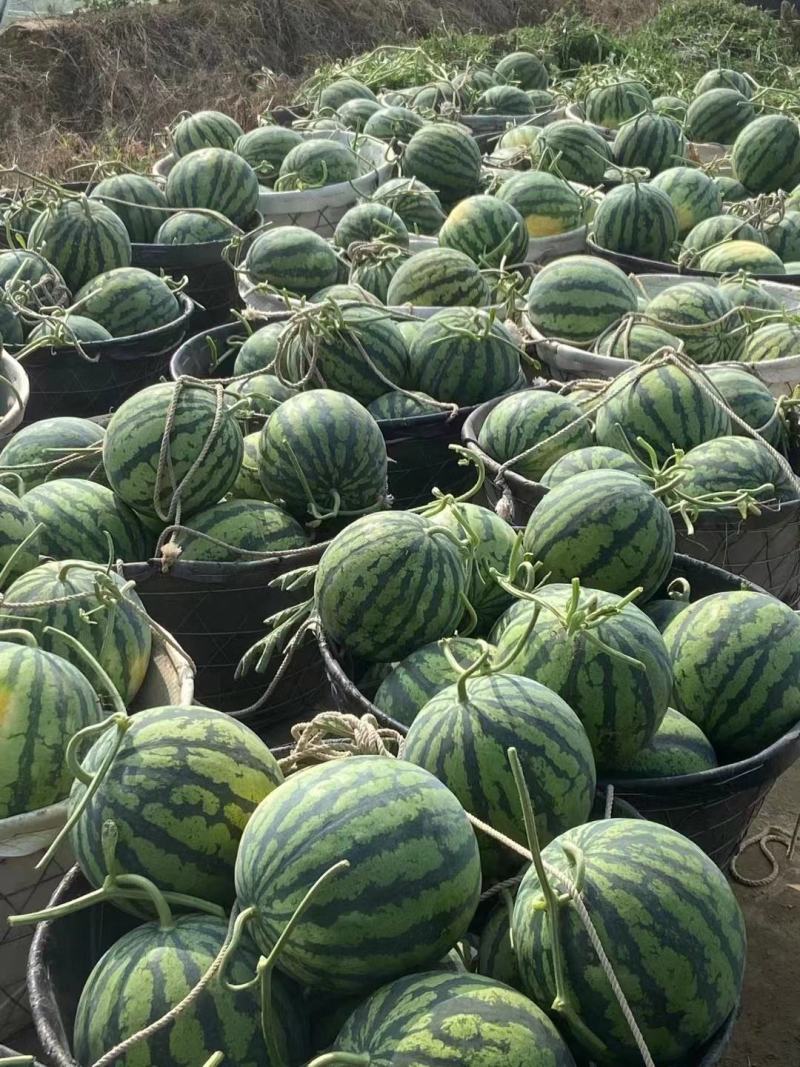 源头好货：无籽美都，基地直供，代发商超市场