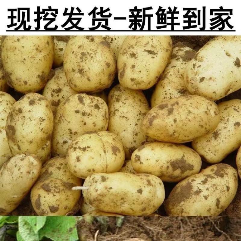 黄皮黄心土豆中薯5号土豆沙土马铃薯地瓜沃土大土豆