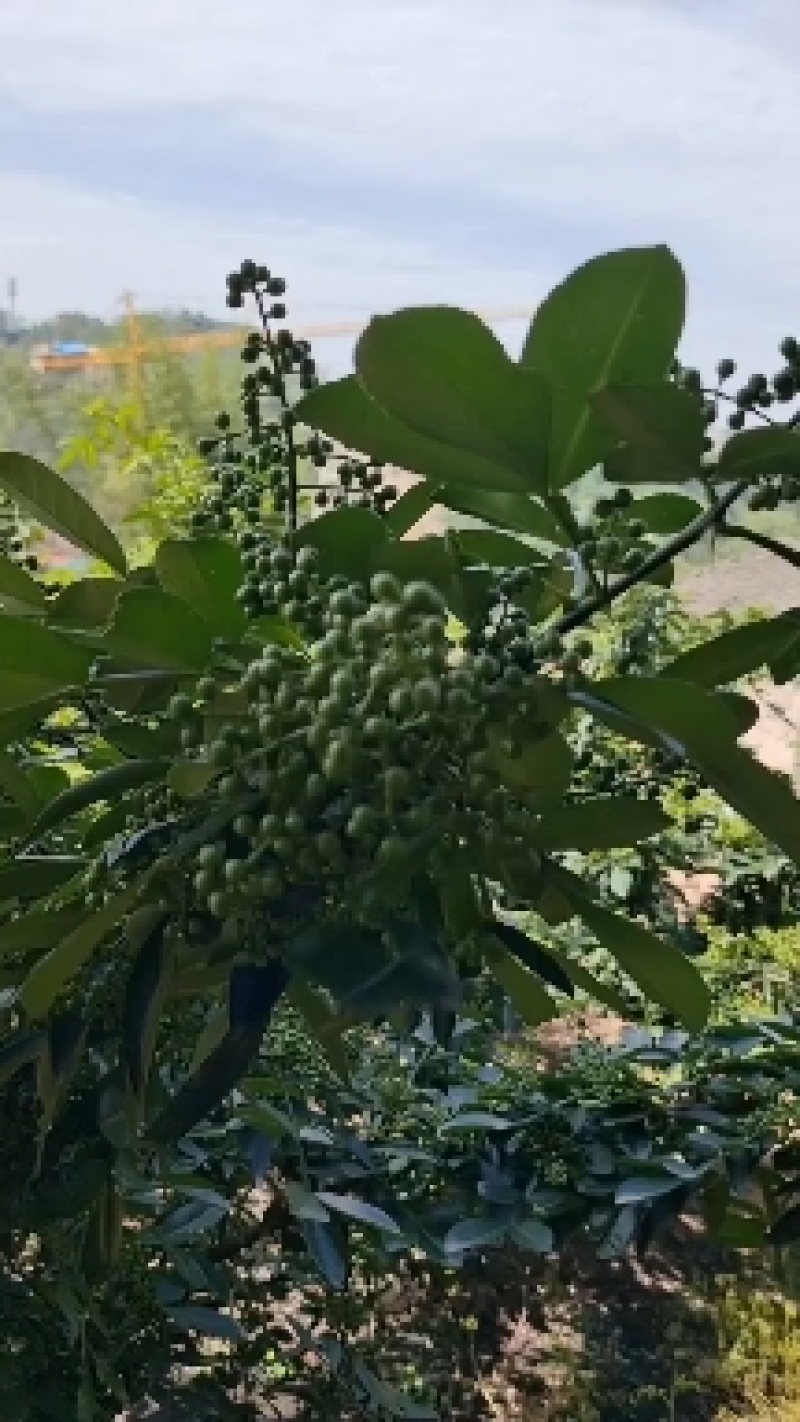 鲜花椒