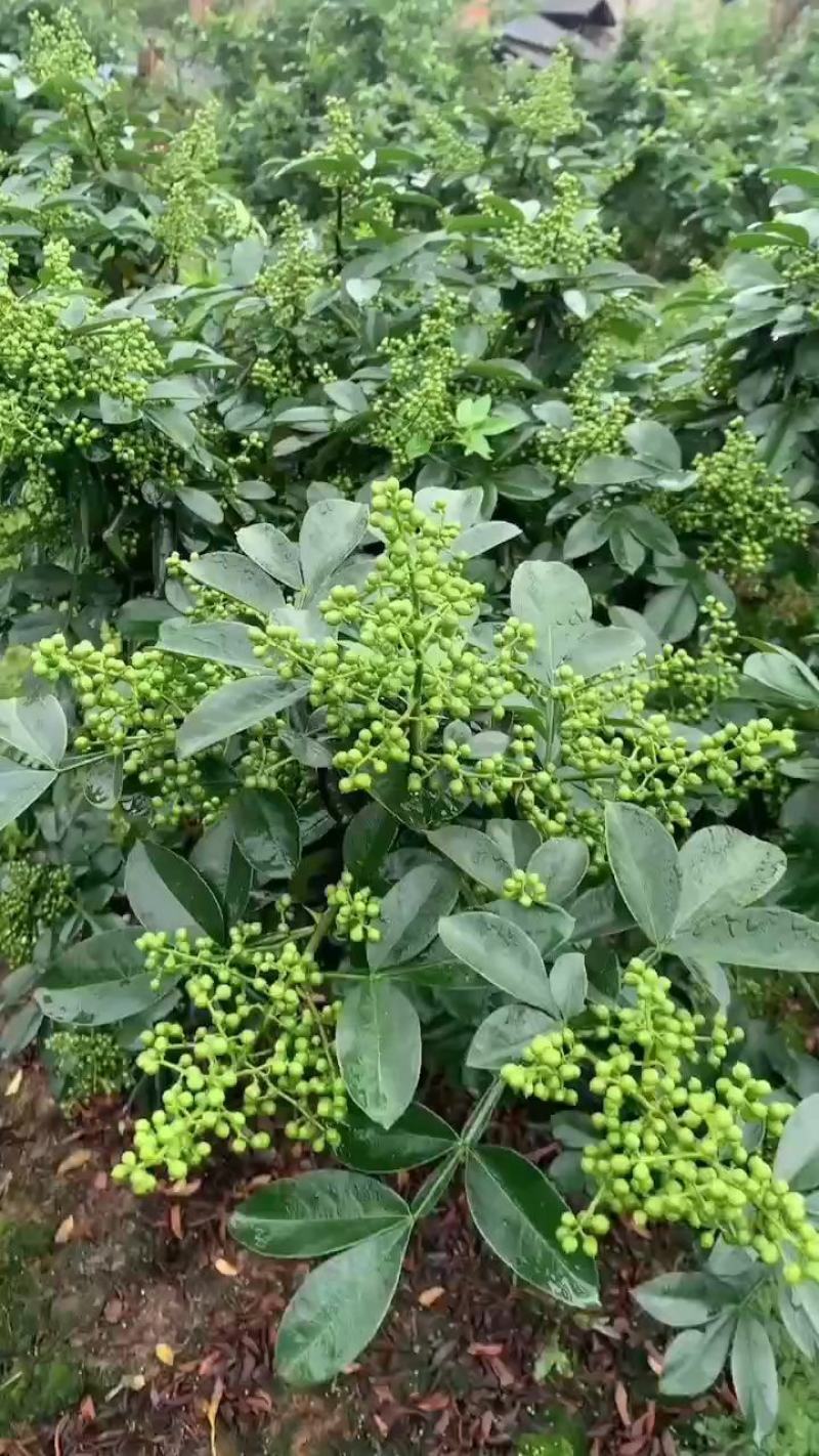 鲜花椒