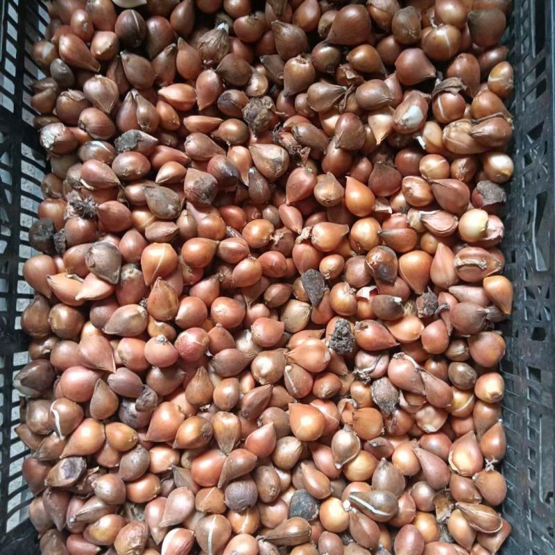 现货荷兰郁金香种球绿化花海切花颜色多质量好价格便宜