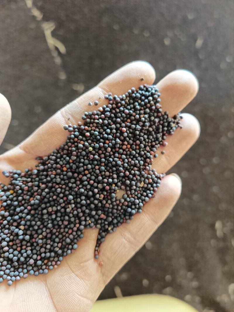 精品菜籽