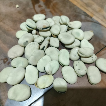 文山精品蚕豆