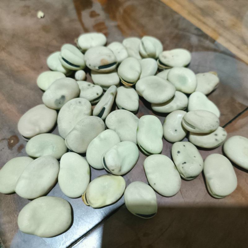 文山精品蚕豆