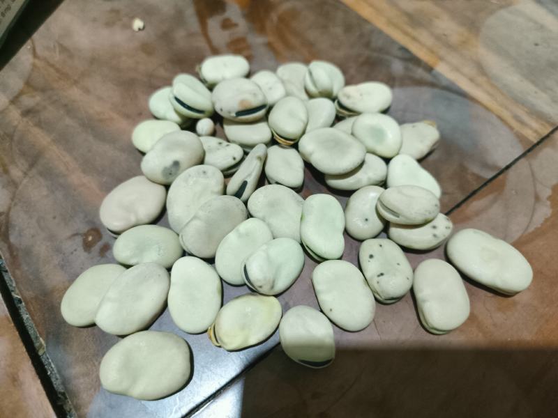 文山精品蚕豆