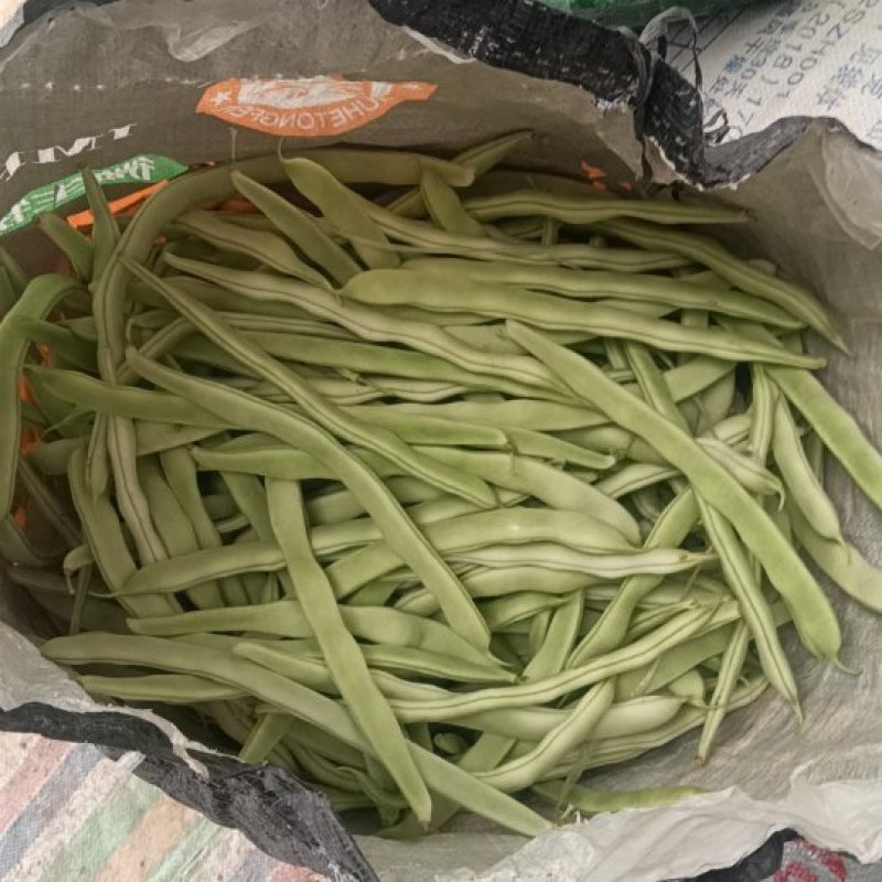 白不老大量上市中，产地直发