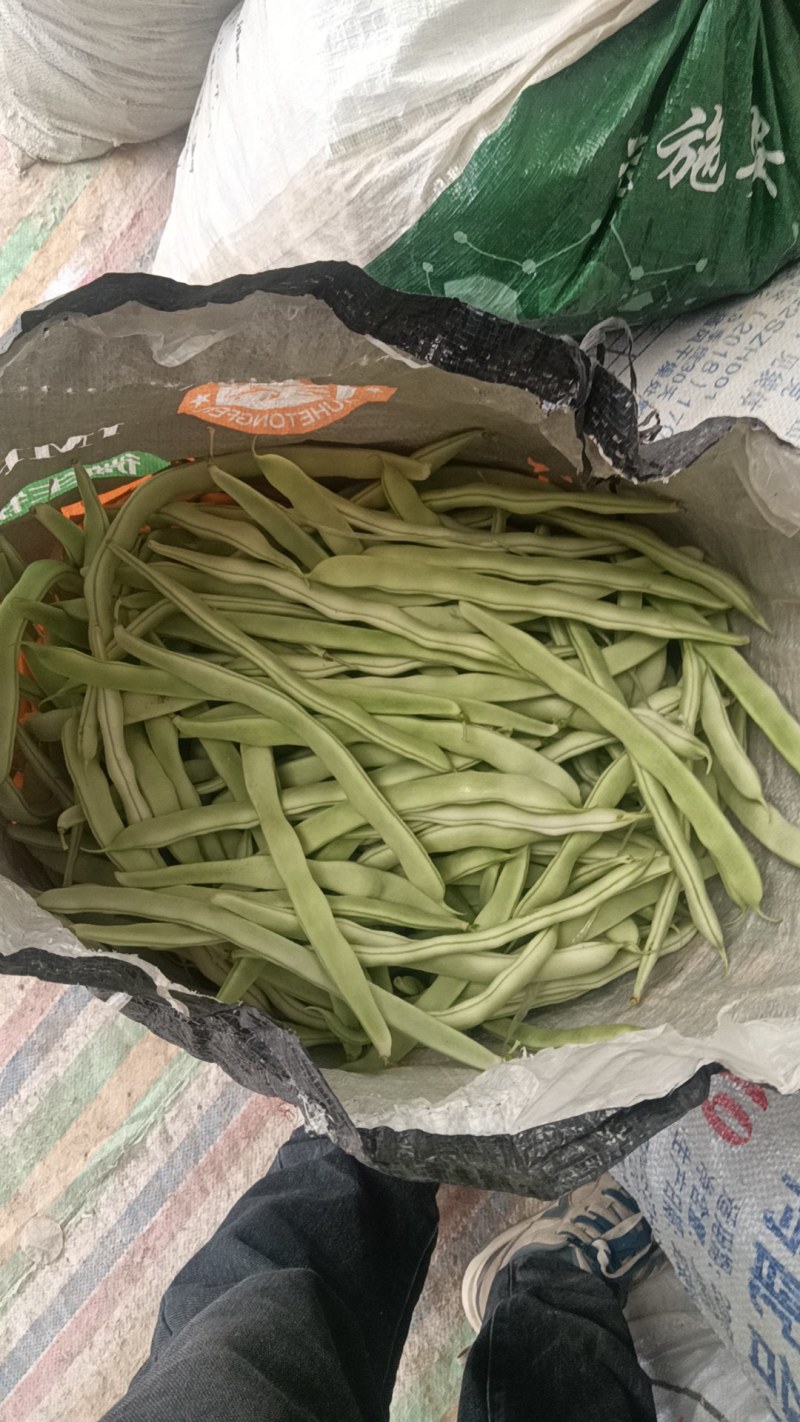 白不老大量上市中，产地直发