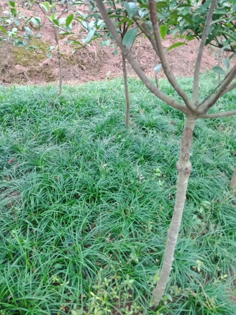 绿化工程用苗，小叶麦冬苗，货好