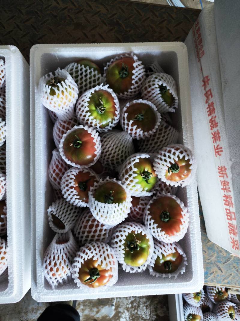 草莓西红柿，精品西红柿大量上市，品质放心欢迎来电咨询