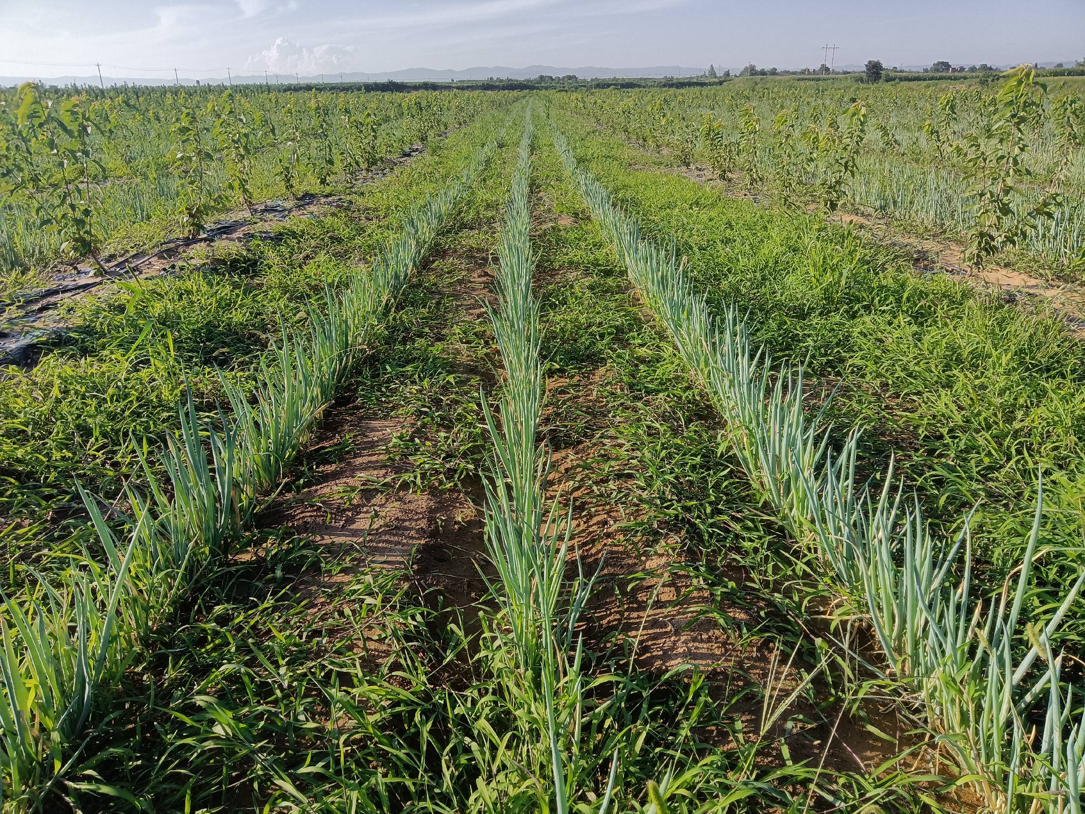 农田中的杂草与作物竞争