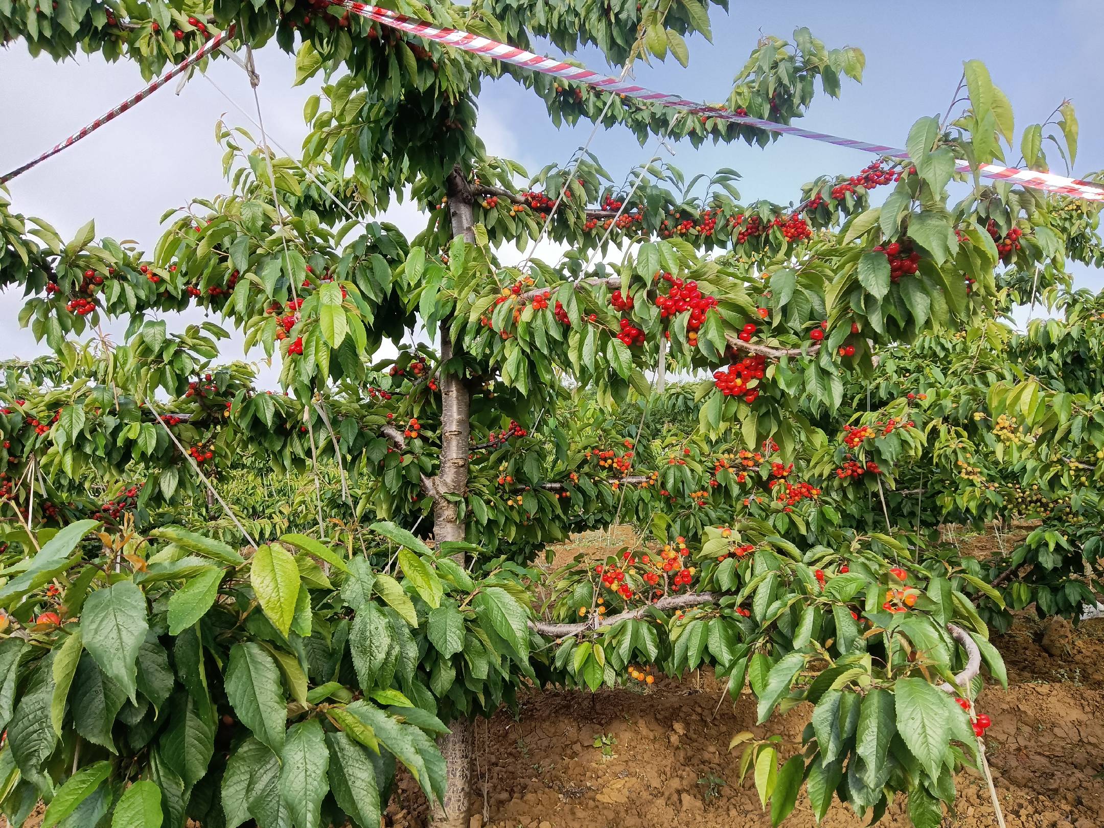 红灯樱桃果园全景