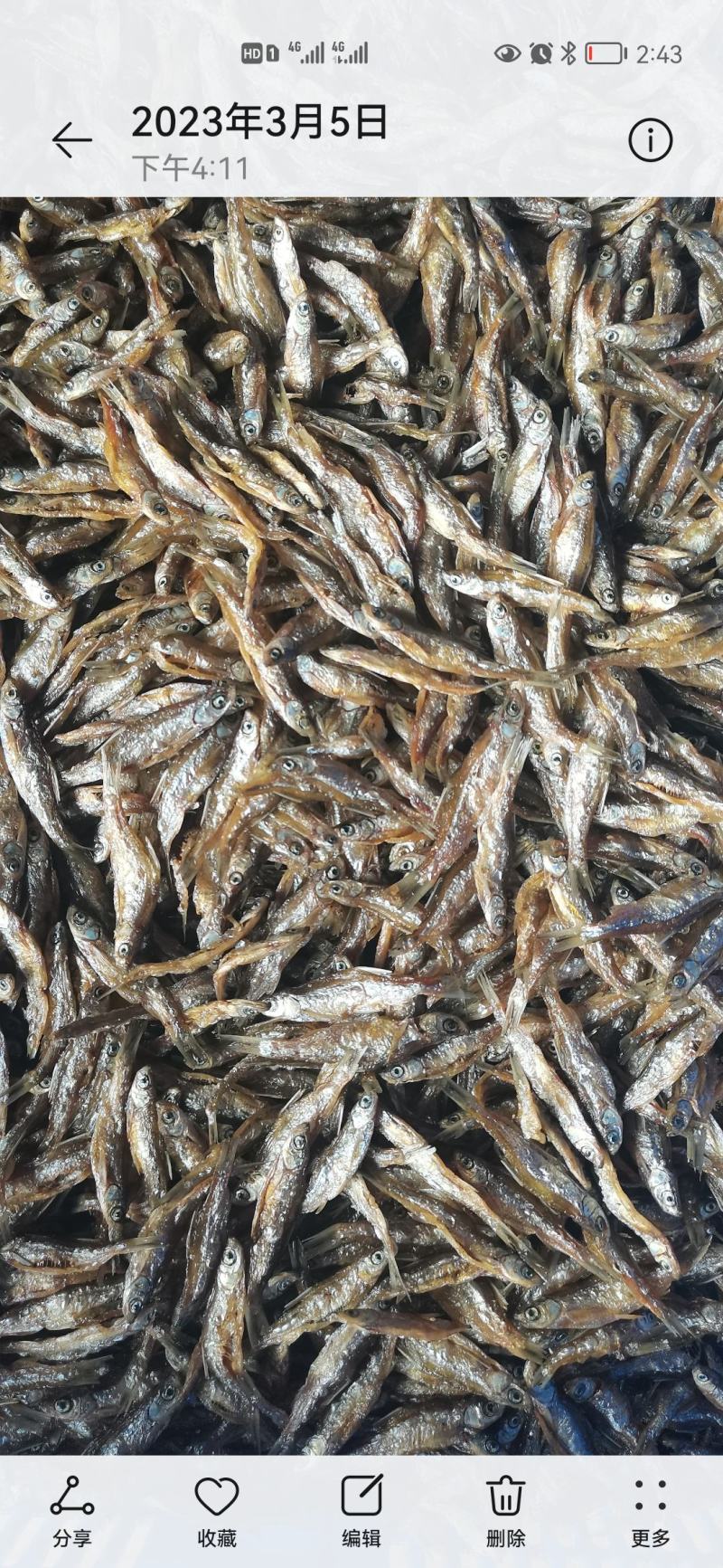 油炸开肚纯小白条，油炸小白条，油炸鱼，精品猫鱼。