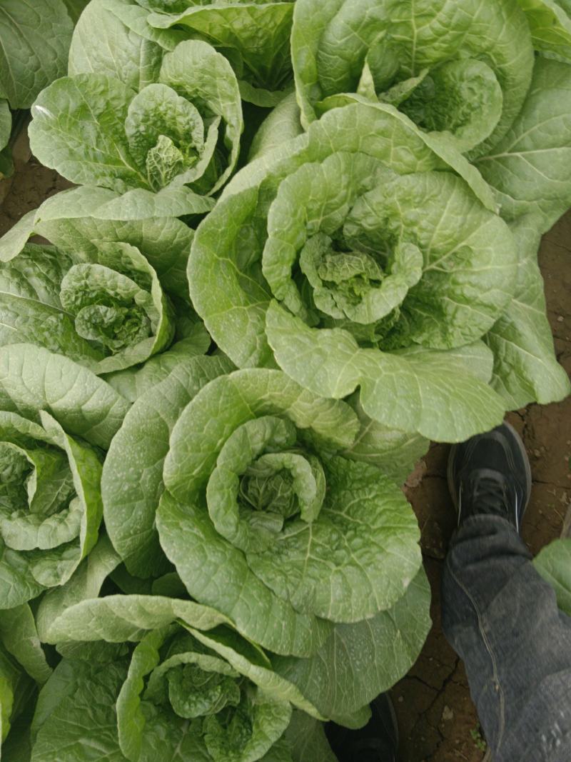 大棚娃娃菜