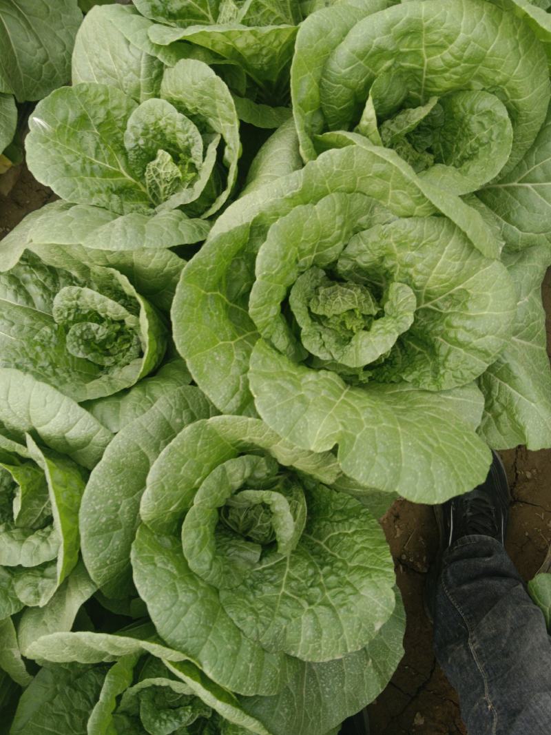 大棚娃娃菜
