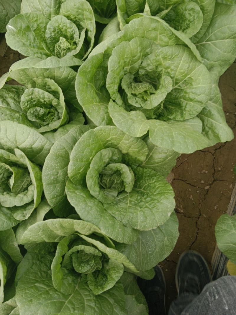 大棚娃娃菜