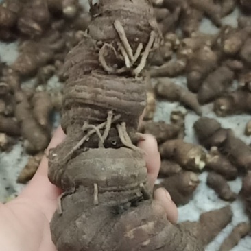 七叶一枝花