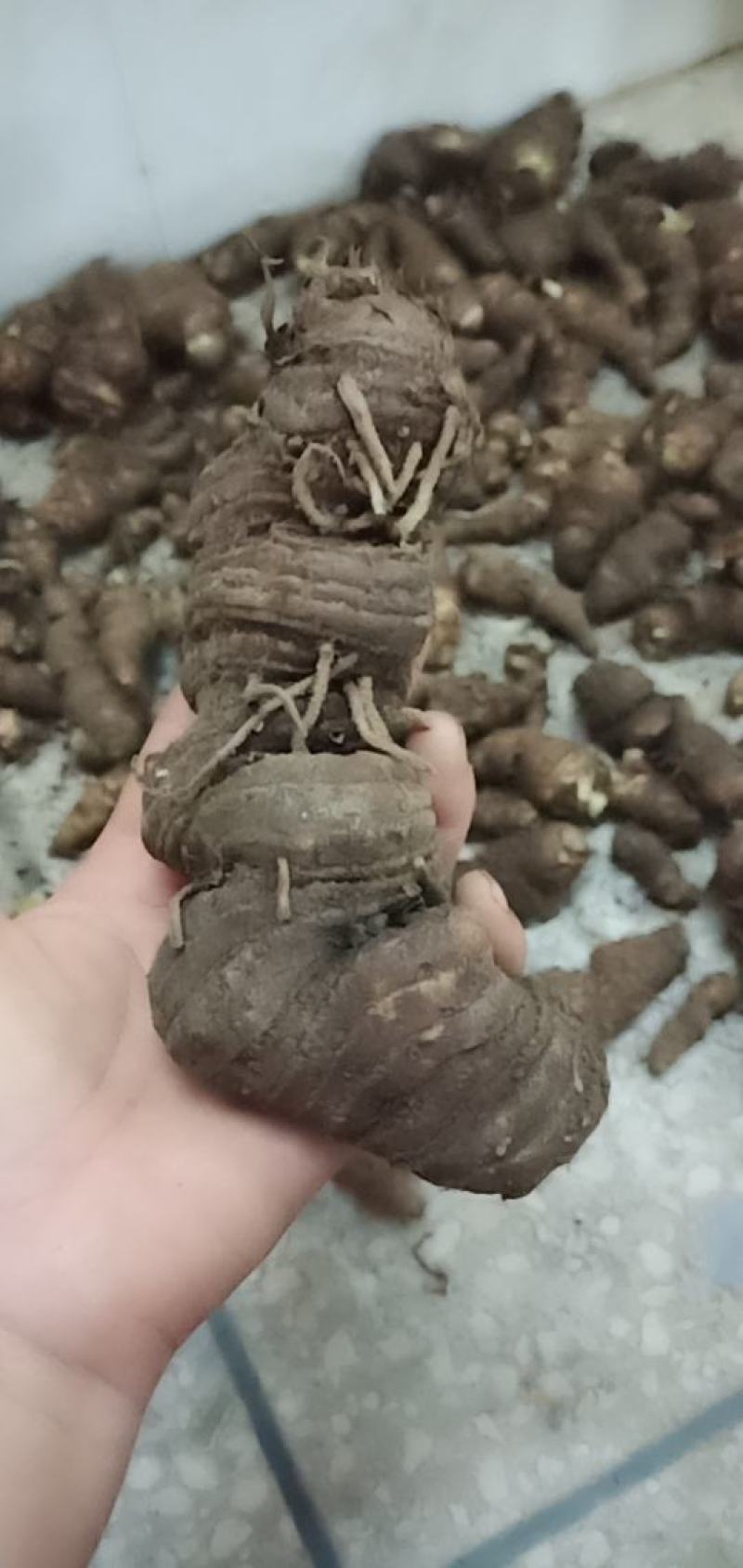 七叶一枝花