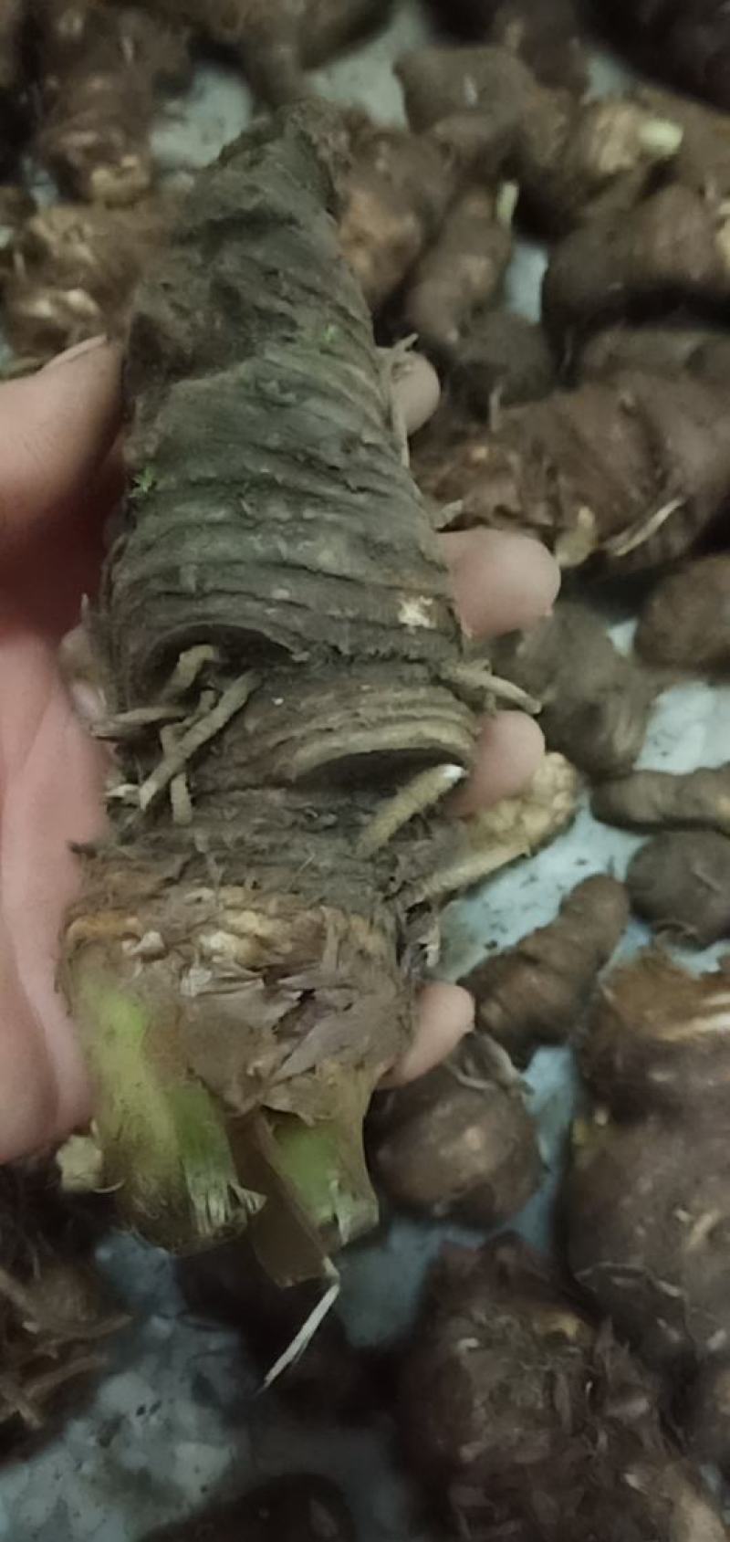 七叶一枝花