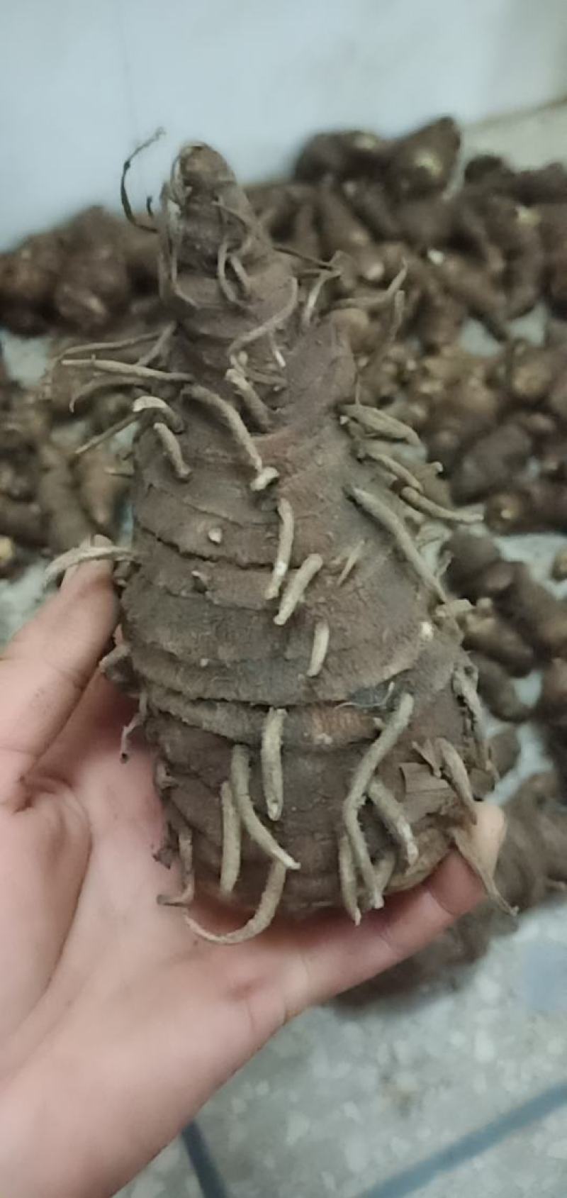 七叶一枝花