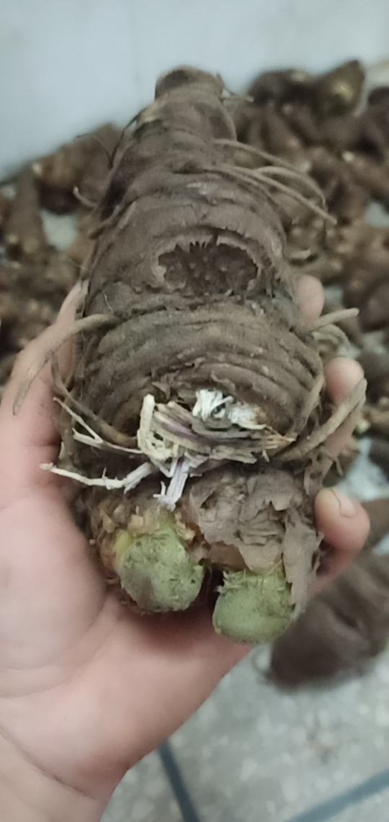 七叶一枝花