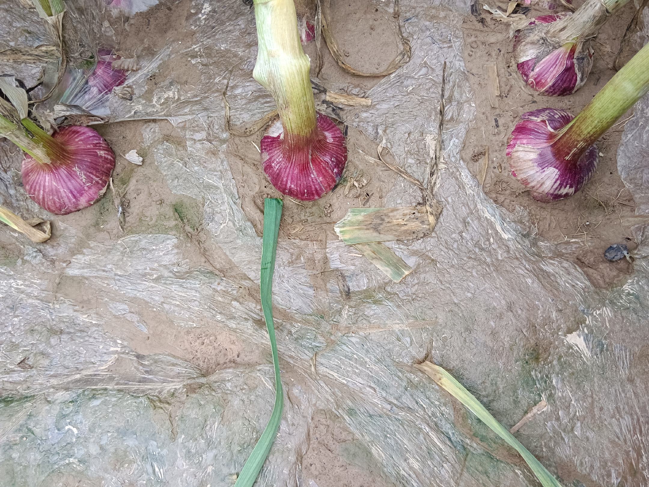 红蒜进入鳞茎膨大期时,农民在田间进行追肥操作,肥料均匀撒施并结合灌溉 红蒜鳞茎膨大期施肥现场图