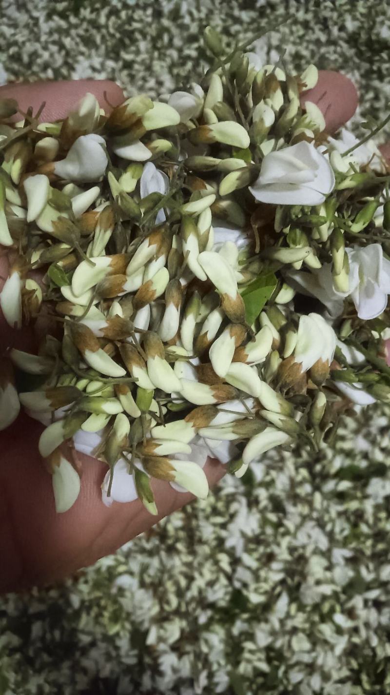 洋槐花槐花花骨朵