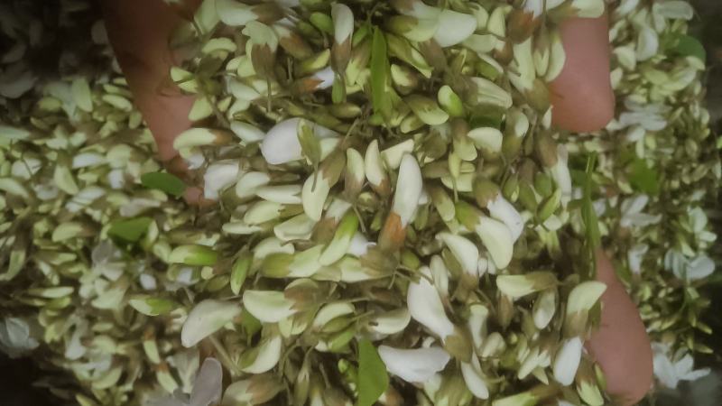 洋槐花槐花花骨朵