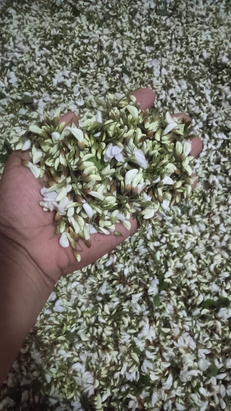 洋槐花槐花花骨朵