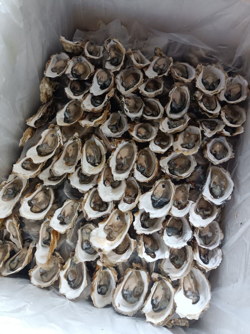 半壳烧烤专用蚝，三倍体半壳各规格长期有货