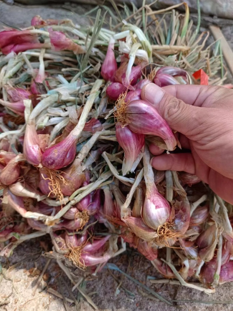 香葱头火葱头熬油用葱头