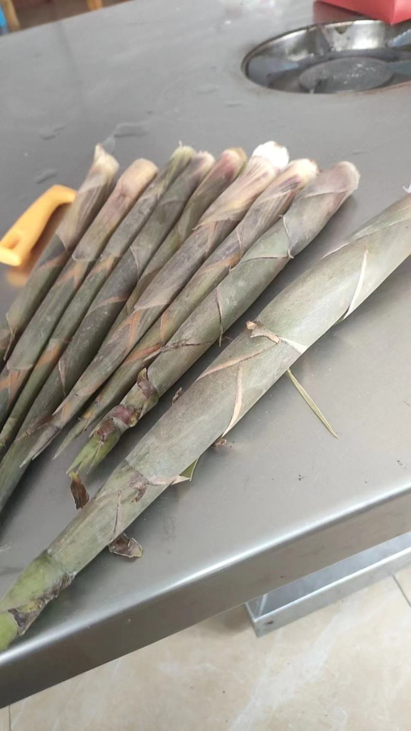 百家竹笋子上市